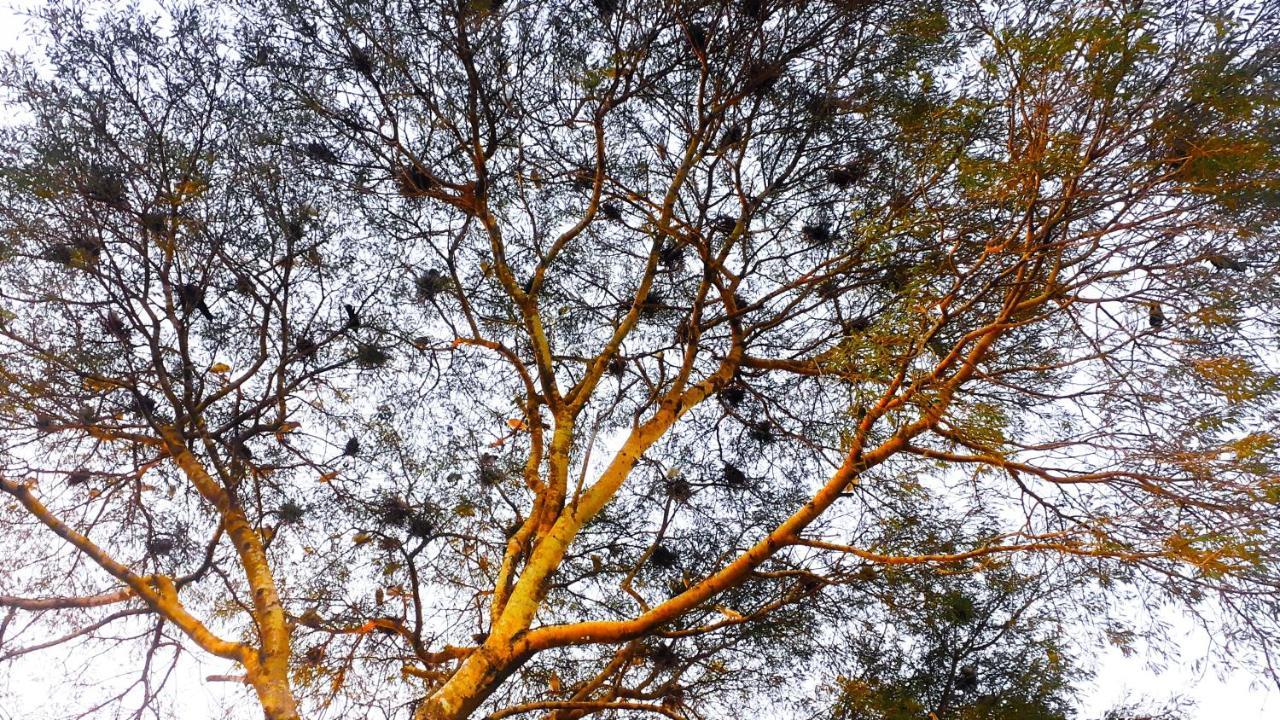 Sobaya Daire Anuradhapura Dış mekan fotoğraf